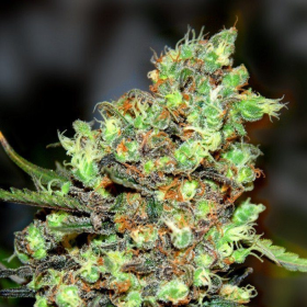Skunk #1 - G13 LABS | TanieSianie.pl