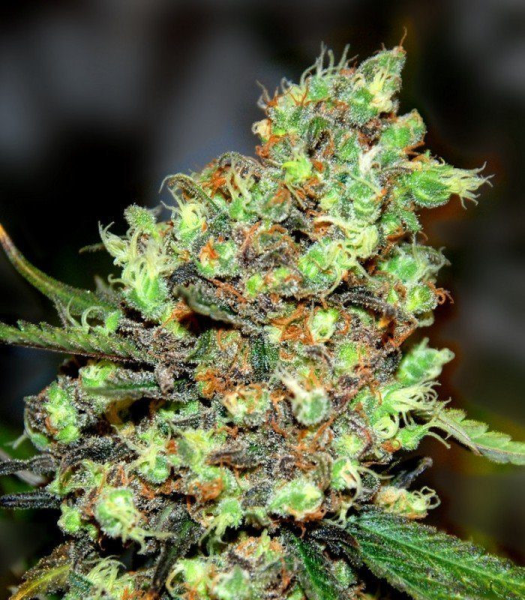 Skunk #1 - G13 LABS | TanieSianie.pl