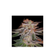 Strawberry Éclair - G13 LABS | TanieSianie.pl