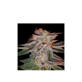 Strawberry Éclair - G13 LABS | TanieSianie.pl