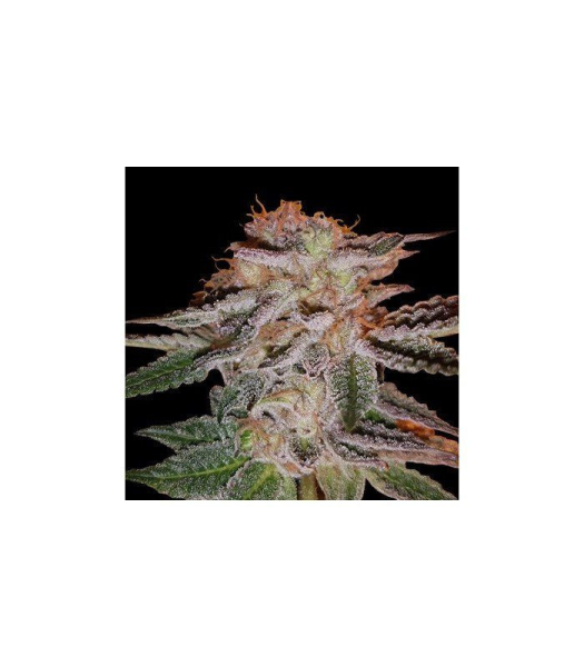 Strawberry Éclair - G13 LABS | TanieSianie.pl