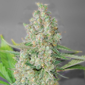 Super Skunk - G13 LABS | TanieSianie.pl