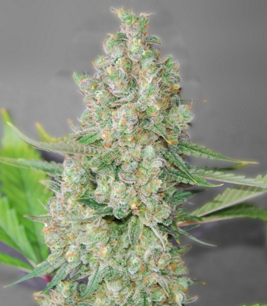 Super Skunk - G13 LABS | TanieSianie.pl