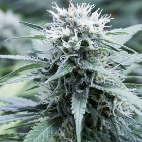 Sweet Amnesia - G13 LABS | TanieSianie.pl