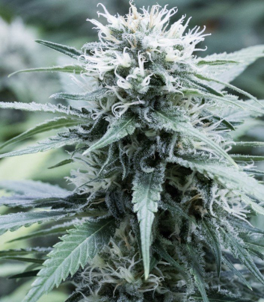 Sweet Amnesia - G13 LABS | TanieSianie.pl