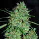 White Critical - G13 LABS | TanieSianie.pl
