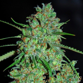 White Critical - G13 LABS | TanieSianie.pl