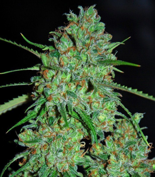 White Critical - G13 LABS | TanieSianie.pl