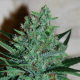 White Lavender - G13 LABS | TanieSianie.pl