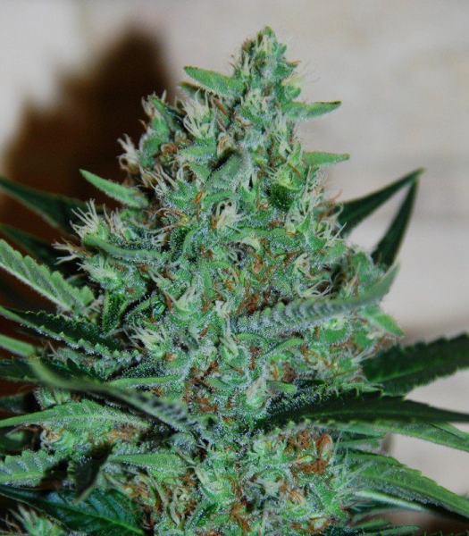 White Lavender - G13 LABS | TanieSianie.pl