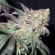 Afghan Kush Early Harvest - WORLD OF SEEDS | TanieSianie.pl