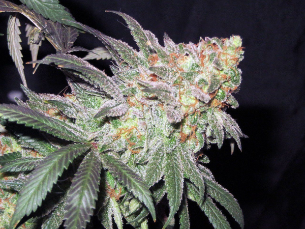 Afghan Kush Early Harvest - WORLD OF SEEDS | TanieSianie.pl