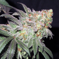 Afghan Kush Early Harvest - WORLD OF SEEDS