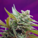 Black Jack Auto - SWEET SEEDS | TanieSianie.pl