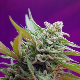 Black Jack Auto - SWEET SEEDS | TanieSianie.pl