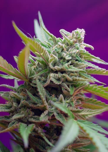 Black Jack Auto - SWEET SEEDS | TanieSianie.pl