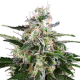 White Skunk Automatic - WHITE LABEL | TanieSianie.pl