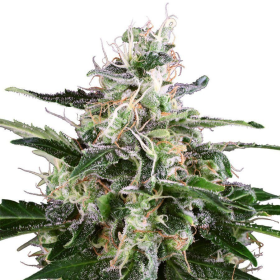 White Skunk Automatic - WHITE LABEL | TanieSianie.pl