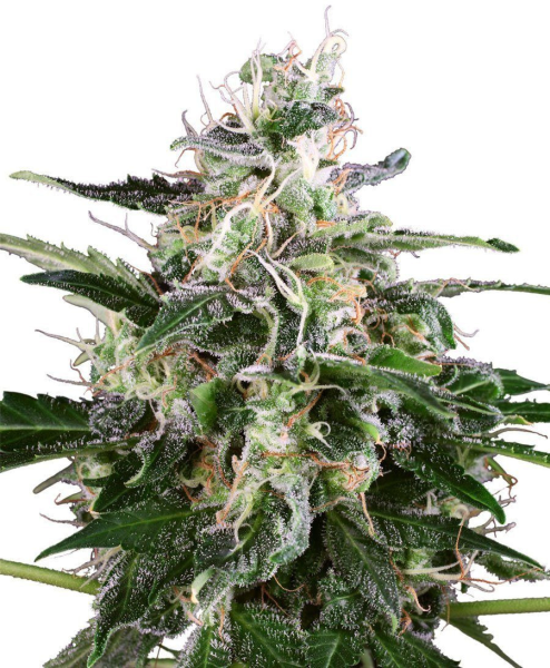 White Skunk Automatic - WHITE LABEL | TanieSianie.pl