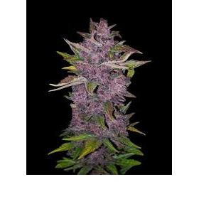 Purple Bud Automatic - WHITE LABEL | TanieSianie.pl