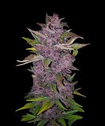 Purple Bud Automatic - WHITE LABEL | TanieSianie.pl