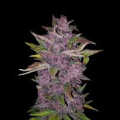 Purple Bud Automatic - WHITE LABEL