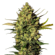Master Kush Automatic - WHITE LABEL | TanieSianie.pl