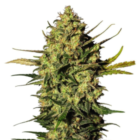 Master Kush Automatic - WHITE LABEL | TanieSianie.pl