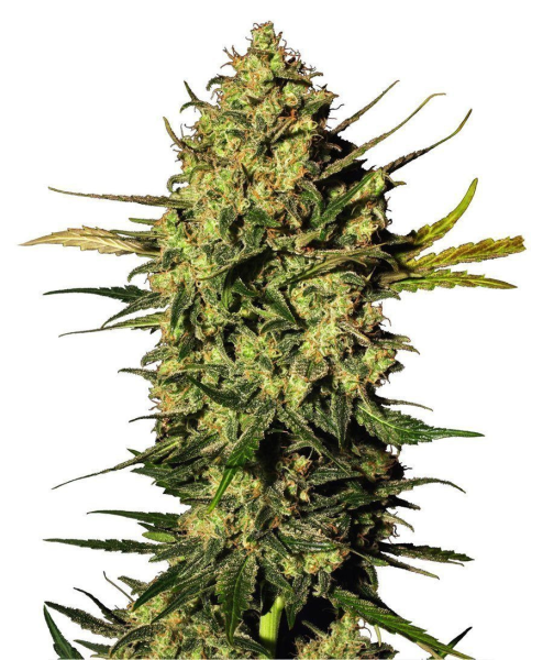 Master Kush Automatic - WHITE LABEL | TanieSianie.pl