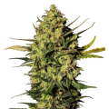 Master Kush Automatic - WHITE LABEL