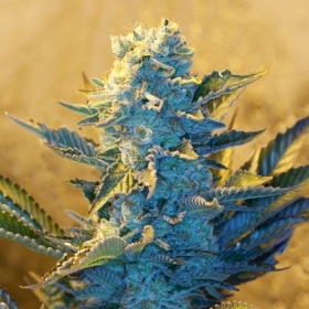 White Widow - G13 LABS | TanieSianie.pl