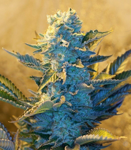White Widow - G13 LABS | TanieSianie.pl