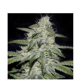 Kritikal Bilbo CBD - GENEHTIK | TanieSianie.pl