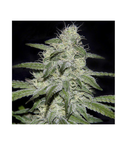 Kritikal Bilbo CBD - GENEHTIK | TanieSianie.pl