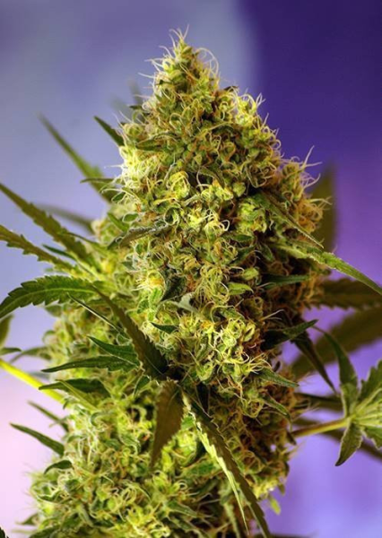 Big Devil #2 Autoflowering - SWEET SEEDS | TanieSianie.pl