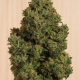 Blue Dream CBD - HUMBOLDT SEED | TanieSianie.pl