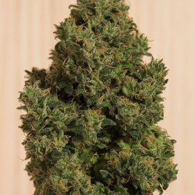 Blue Dream CBD - HUMBOLDT SEED | TanieSianie.pl