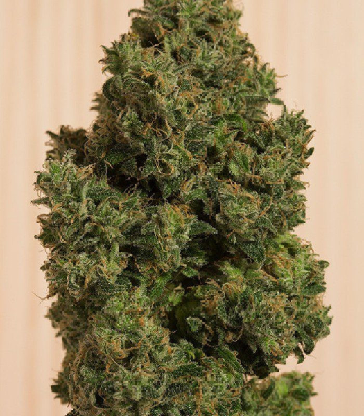 Blue Dream CBD - HUMBOLDT SEED | TanieSianie.pl