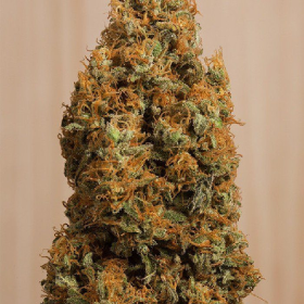 Green Crack CBD - HUMBOLDT SEED | TanieSianie.pl