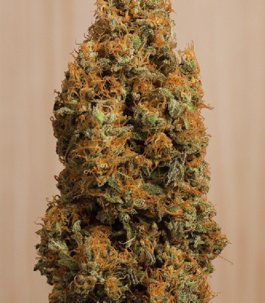 Green Crack CBD - HUMBOLDT SEED | TanieSianie.pl