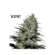 Morpheus - BUDDHA SEEDS | TanieSianie.pl