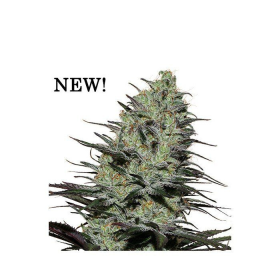 Morpheus - BUDDHA SEEDS | TanieSianie.pl