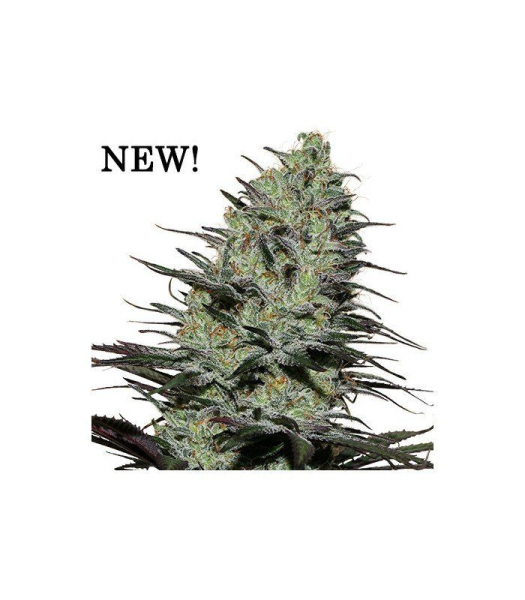 Morpheus - BUDDHA SEEDS | TanieSianie.pl