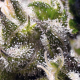 Cream Caramel Auto - SWEET SEEDS | TanieSianie.pl