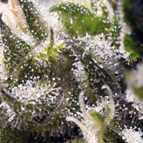 Cream Caramel Auto - SWEET SEEDS | TanieSianie.pl