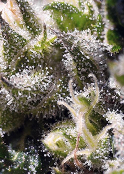 Cream Caramel Auto - SWEET SEEDS | TanieSianie.pl