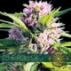 Blue Power - Vision Seeds | TanieSianie.pl