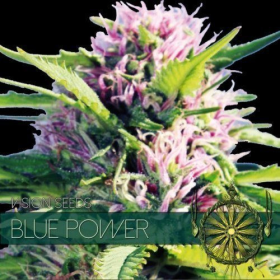 Blue Power - Vision Seeds | TanieSianie.pl