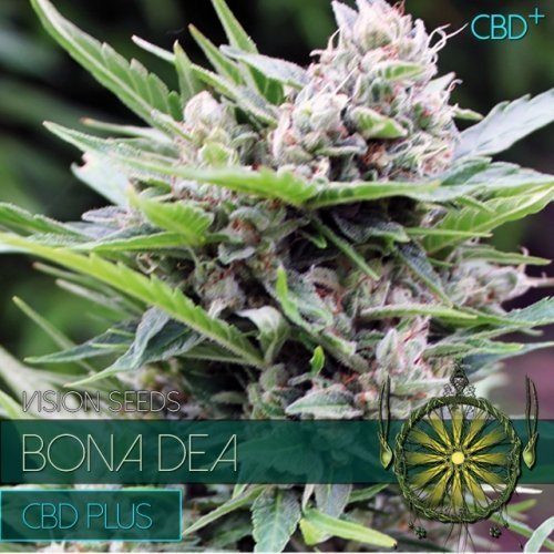 Bone Dea CBD+ - Vision Seeds | TanieSianie.pl