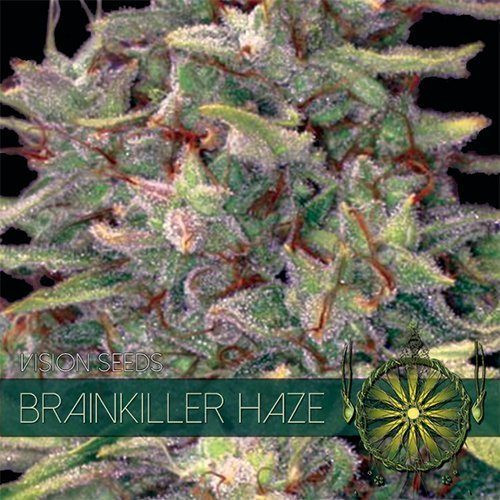 Brainkiller Haze - Vision Seeds | TanieSianie.pl